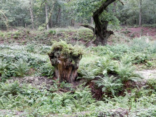 boom-opgestuwde-aarde-5