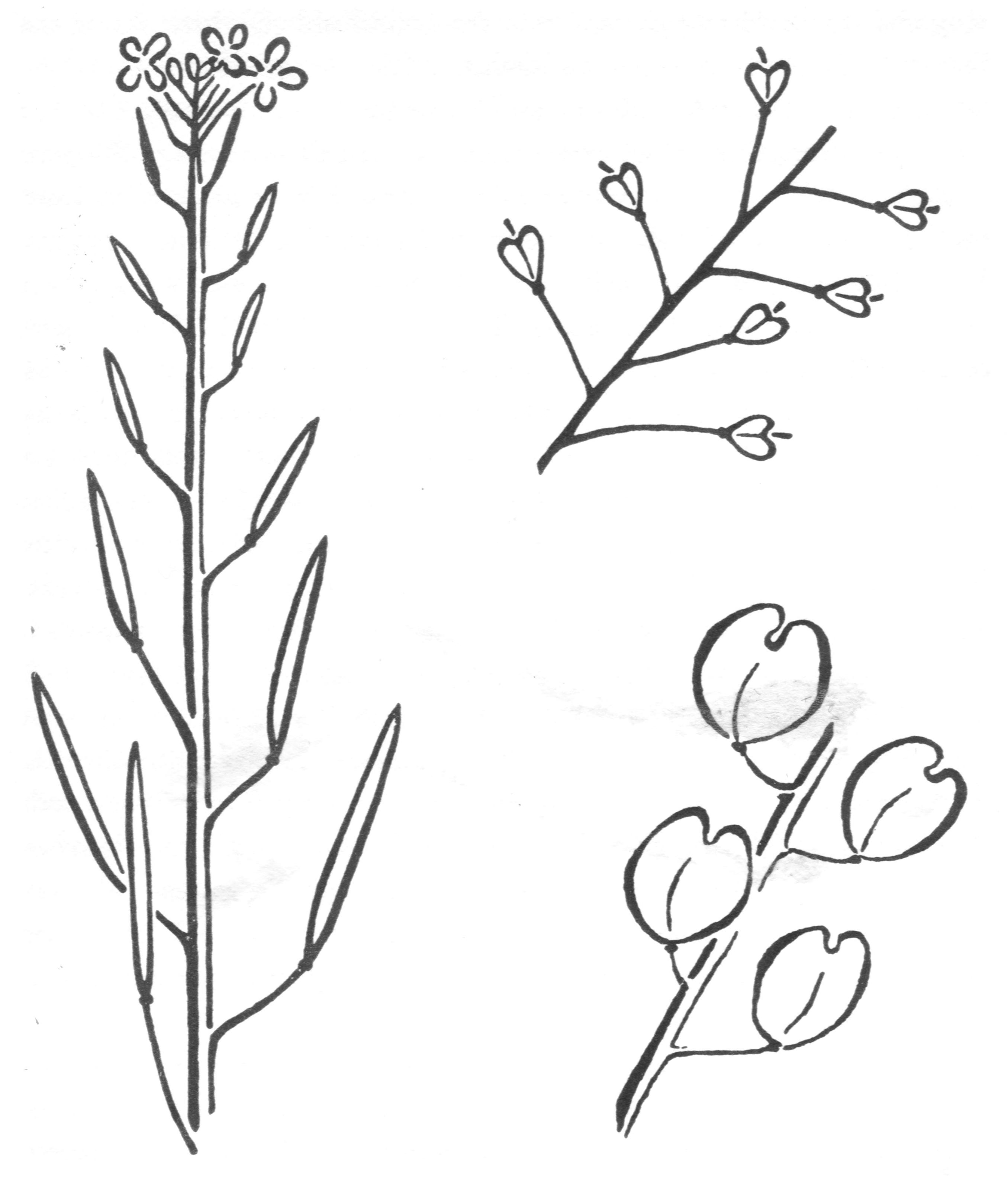 Grohmann 151 kruisbloemige