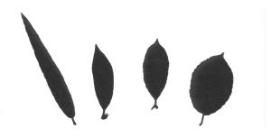 Grohmann 84 wilgenblad