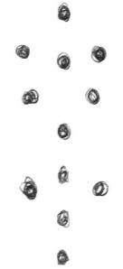 tekening cholericus 6