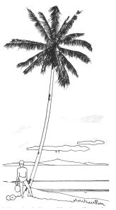 Grohmann 187 kokospalm