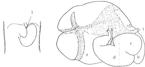 dierkunde koe kranich 2