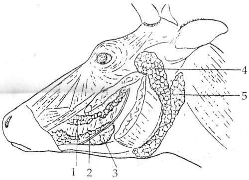 dierkunde koe kranich 3