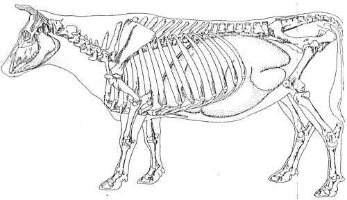 dierkunde koe kranich 5
