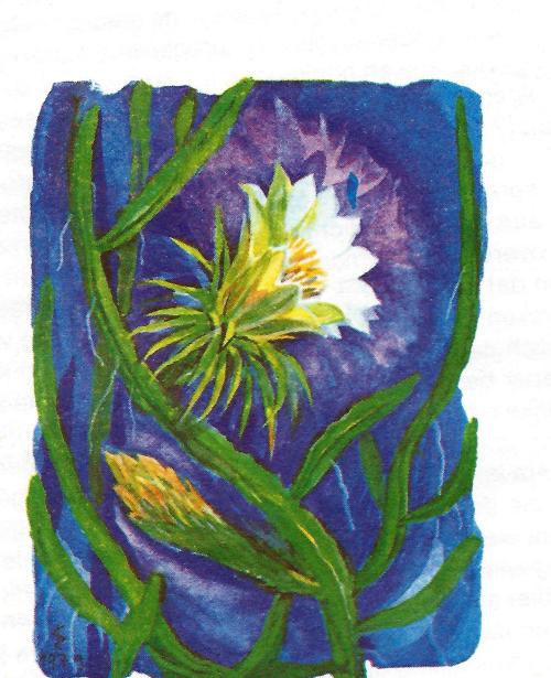 koniingin van de nacht