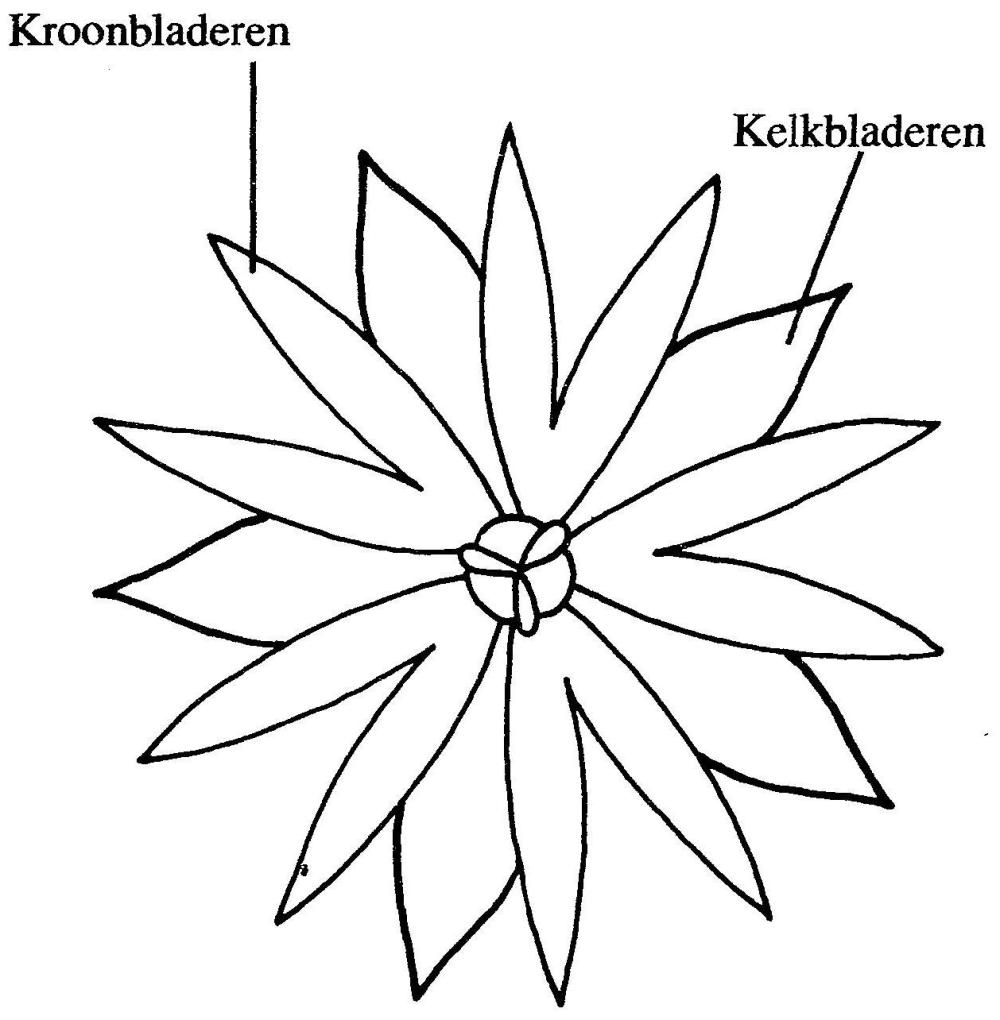 VRIJESCHOOL Plantkunde Plantendelen Bloem VRIJESCHOOL vrijeschool-plantkunde-plantendelen-bloem-vrijeschool